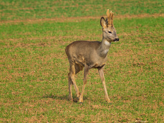 The roe deer (Capreolus capreolus), also known as the roe, western roe deer, or European roe, is a species of deer.