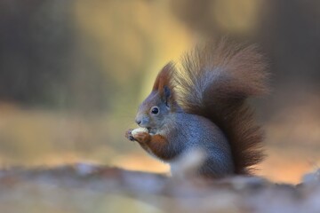 artistic photograph of a squirrel with a nut in its paws.  Sciurus vulgaris. Autumn scene with a european red 
squirrel.