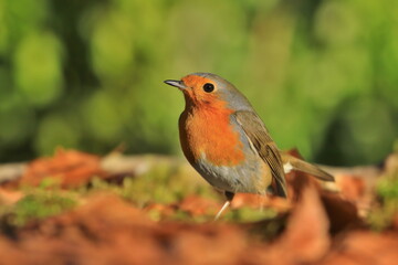 Photo of European robin (Erithacus rubecula) sits on the ground. Detailed and bright portrait. Autumn landscape with a song bird. Erithacus rubecula. Wildlife scene from nature.