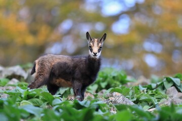 A young gamois standing on the stone hill. Rupicapra rupicapra.  Studenec hill, Czech Republic, Animal from Alp. Wildlife scene with animal.