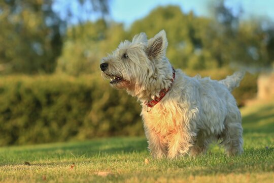 West Highland White terrier. Portrait of a beautiful westie with. Portrait of a white dog with green blurred background