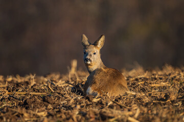 The roe deer (Capreolus capreolus), also known as the roe, western roe deer, or European roe, is a species of deer.