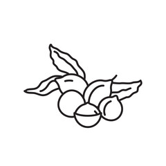 Macadamia nuts with leaves line icon vector illustration for Macadamia Nut Day on September 4