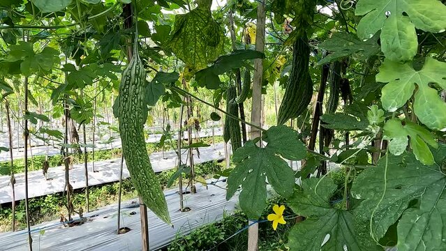 Green bitter melon plant or Momordica charantia L has green leaves, yellow star-shaped flowers