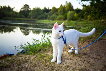 a young white cat in a blue harness, on a leash is watching the lake