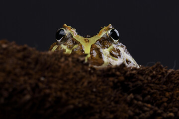 Portrait of Cranwell's Horned Frog against a black background
