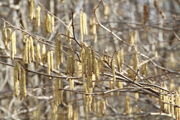 hazel branches in the spring in the forest