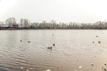 Naklejka premium a flock of wild ducks on the river in autumn near the shore.