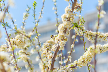 bumblebee on apple or cherry blossoms on a warm spring day in the city, selective focus