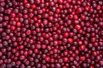 Red delicious sweet organic cherry in large quantity .Cherry background.