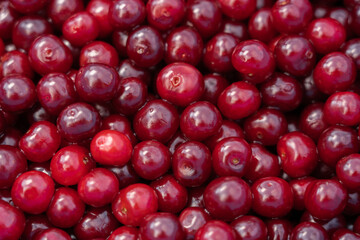 Red delicious sweet organic cherry in large quantity .Cherry background.