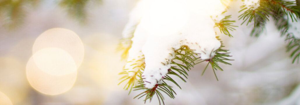 Photo of a snowy fir tree. For the website header.