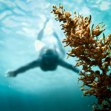 Woman snorkelling underwater in ocean