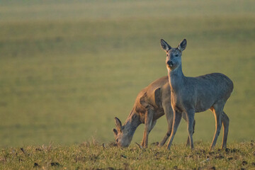 The roe deer (Capreolus capreolus), also known as the roe, western roe deer, or European roe, is a species of deer.