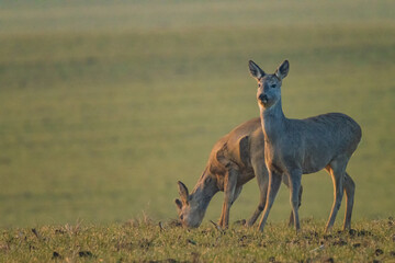 The roe deer (Capreolus capreolus), also known as the roe, western roe deer, or European roe, is a...