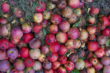 close up of a bunch of decomposing apples