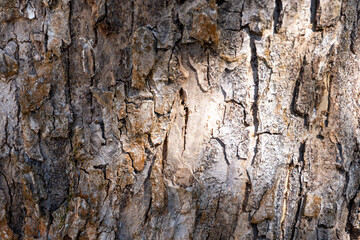 bark of a tree