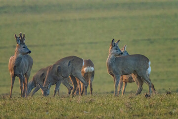 The roe deer (Capreolus capreolus), also known as the roe, western roe deer, or European roe, is a species of deer.