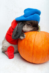 a small rabbit sleeps in red boots, a red jacket and a blue hat with a huge pumpkin on a white...