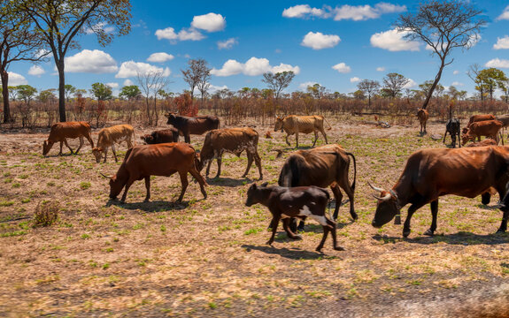 cows grazing