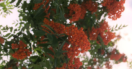 Branches with red ripe rowan sway in the wind. View from below, bright sunlight breaking through the green foliage of a tree.