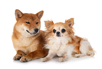 Obraz premium shiba inu and chihuahua in studio
