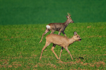 The roe deer (Capreolus capreolus), also known as the roe, western roe deer, or European roe, is a species of deer.