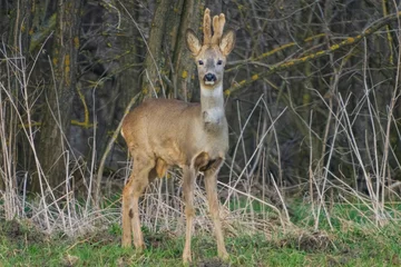 Deurstickers The roe deer (Capreolus capreolus), also known as the roe, western roe deer, or European roe, is a species of deer. © B