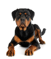 Fototapeta premium puppy rottweiler in studio