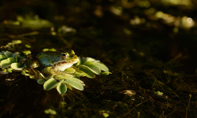 Little frog is sitting on a green leave.