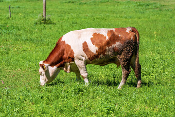 Fototapeta na wymiar Brown and white dairy cow in a mountain pasture, green meadow, side view, Julian Alps, Triglav National Park, Gorenjska, Slovenia, central Europe.