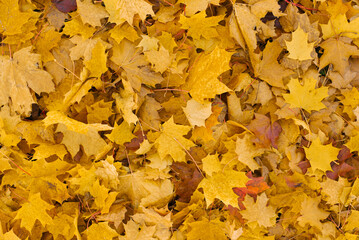 Background group autumn yellow leaves