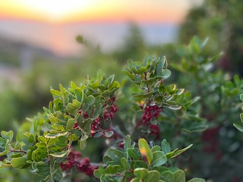 Berries on a bush