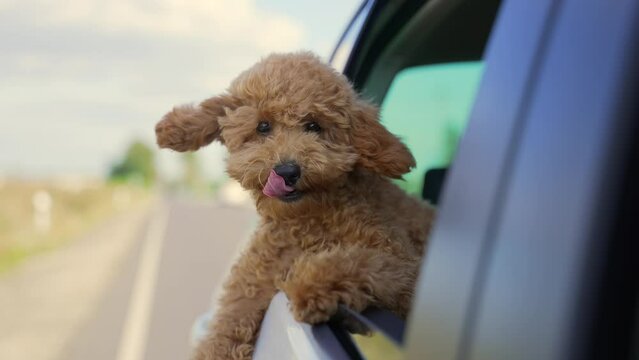 Funny brown curly dog ​​on a trip. Happy curious mini poodle puppy doggie ​​traveling peeks out looking through car window while driving on road. cute small puppies riding watching outside automobile