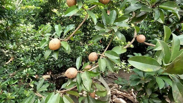 Manilkara zapota plant commonly known as sapodilla sapote, naseberry, nispero or chicle, the fruit is round with rough brown skin