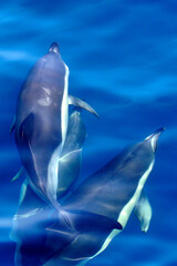 Dolphins, Short-beaked Common Dolphin, Delphinus delphis, El Estrecho Natural Park, Spain