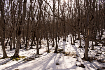 White snow in a beautiful forest.