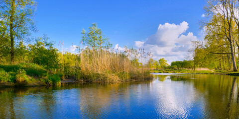 Fototapeta na wymiar Biesbosch National Park, Noord-Brabant Province, Holland, Netherlands, Europe