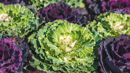 Purple and green white ornamental cabbage (Brassica oleracea) Kale flower