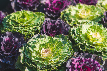 Purple and green white ornamental cabbage (Brassica oleracea) Kale flower