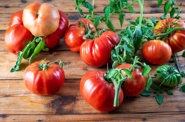 Organic home grown Beefsteak tomatoes on a wooden table
