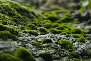 fresh beautiful green moss on the rock