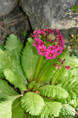 Japanese Primrose Millers Crimson