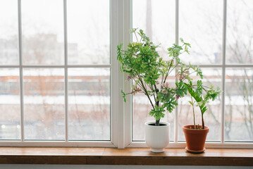 Green home houseplants on windowsill in real room interior with copy space