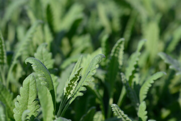 Fringed Lavander