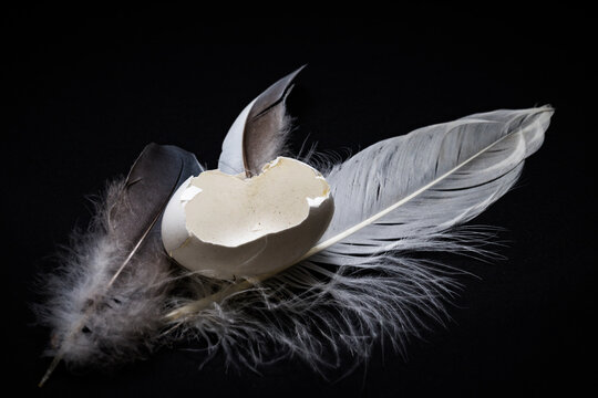 &oelig;uf et plumes