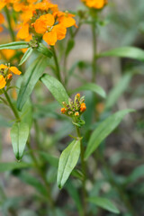 Siberian Wallflower