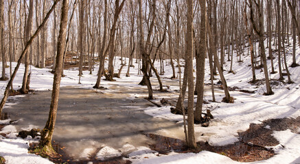 Melting snow in a beautiful forest.