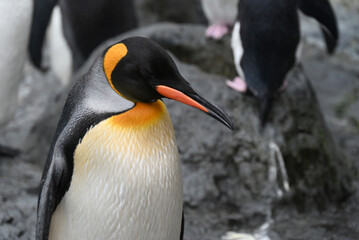 Naklejka premium 旭山動物園のキングペンギン