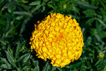 黄色いジニアの花